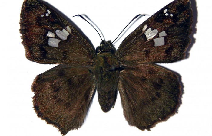 Fig.14 Adulto de <i>Telemiades fides</i> mostrando la parte dorsal , macho.  Voucher: 02-SRNP-2194-DHJ98124.jpg
