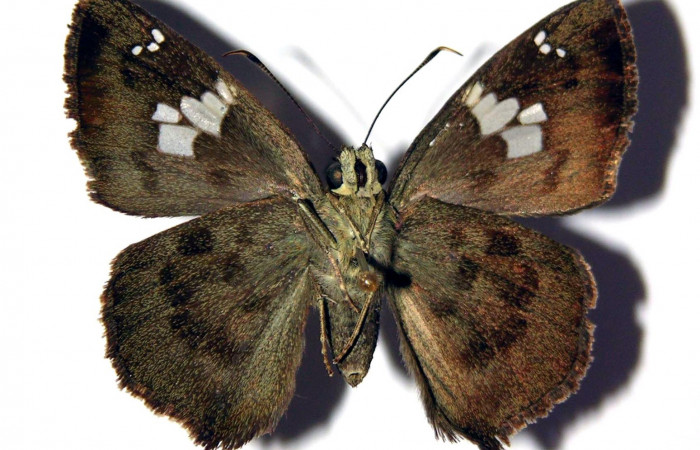 Fig.15 Adulto de <i>Telemiades fides</i> mostrando la parte ventral, macho. Voucher: 02-SRNP-2194-DHJ98125.jpg
