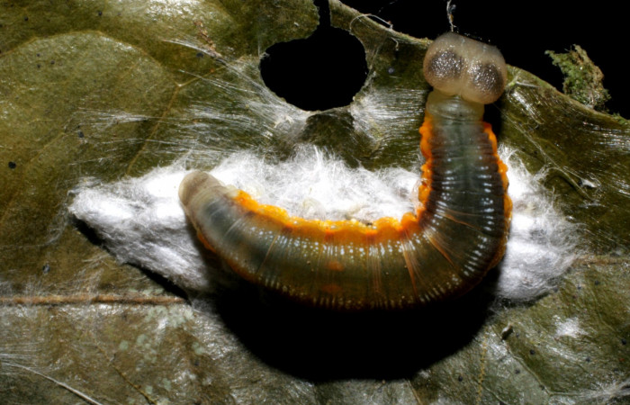 Fig.17   Larva de <i>Telemiades antiope</i> último estadío , mostrando cuerpo entero  mostrando actitud de larva. Capullo de <i>Apanteles</i>   Voucher:  07-SRNP-42649-DHJ434798.jpg