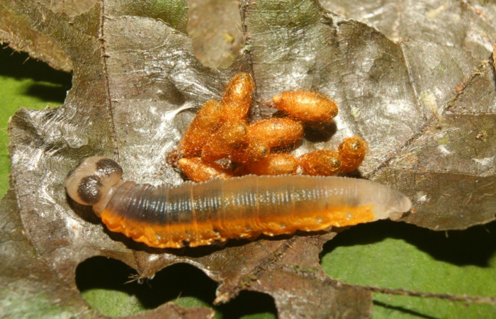 Fig.18   Larva de <i>Telemiades antiope</i> último estadío , mostrando cuerpo entero  mostrando actitud de larva. Capullo de <i>Meteorus</i>   Voucher: 13-SRNP-71812-DHJ703454.jpg
