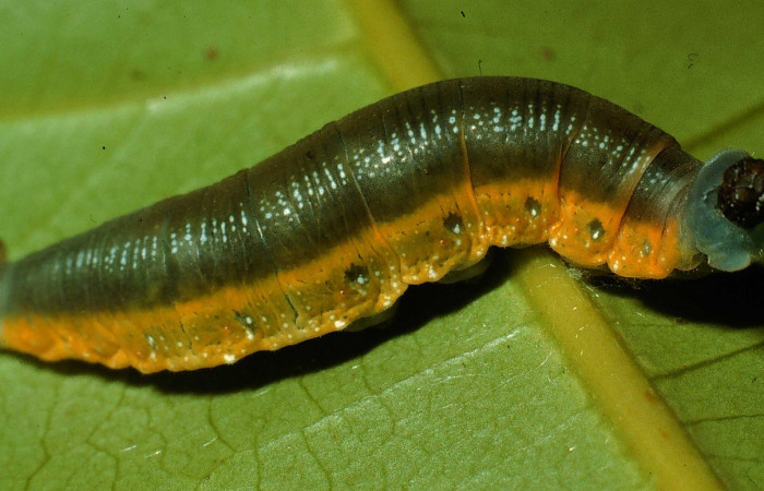Fig.1  Larva <i>Telemiades antiope</i> último estadío  vista lateral, mostrando cuerpo entero.  Voucher: 995-SRNP-844-DHJ22316.jpg