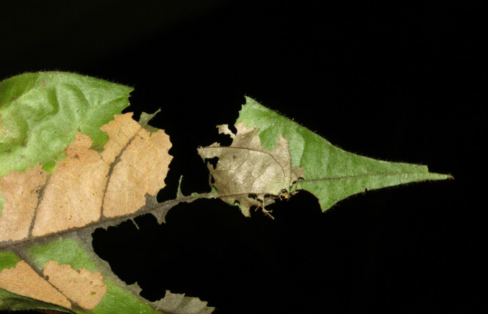 Fig.2  Casita <i>Telemiades antiope</i> segundo estadio en <i>Inga oerstediana</i>, Voucher: 15-SRNP-31461-DHJ728361.jpg