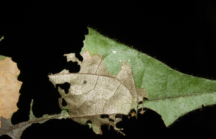 Fig. 3 Larva <i>Telemiades antiope</i> tercer estadío ,mostrando forma de casita Voucher: 15-SRNP-31206-DHJ728165.jpg