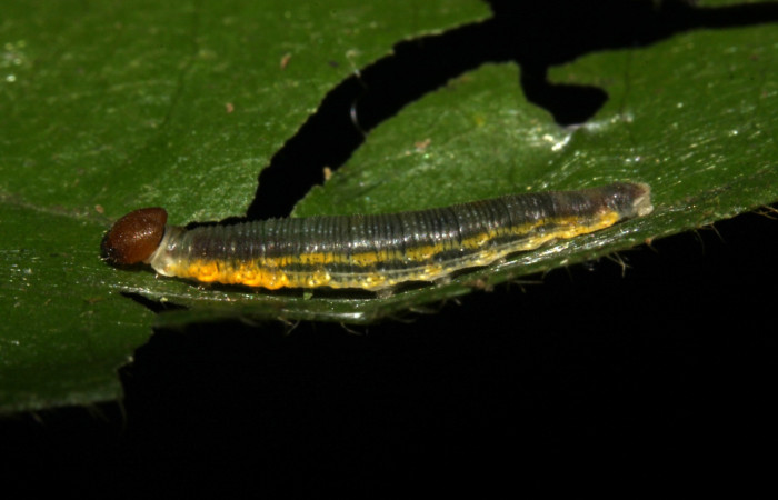 Fig.5  Larva <i>Telemiades antiope</i> tercer  estadío vista lateral.  Voucher: 15-SRNP-31461-DHJ728369.jpg