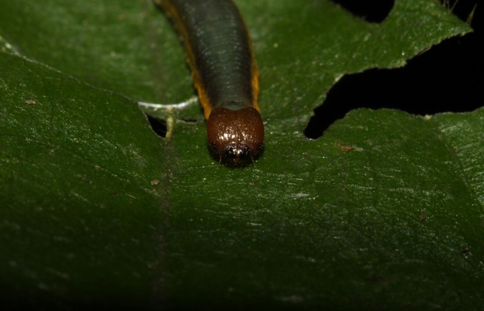 Fig.4  Larva <i>Telemiades antiope</i> tercer estadío vista frontal.  Voucher: 15-SRNP-31461-DHJ728366.jpg