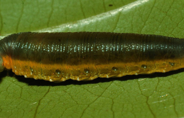 Fig.7  Larva <i>Telemiades antiope</i> último,  estadío  vista lateral.  Voucher: 95-SRNP-844-DHJ22322.jpg