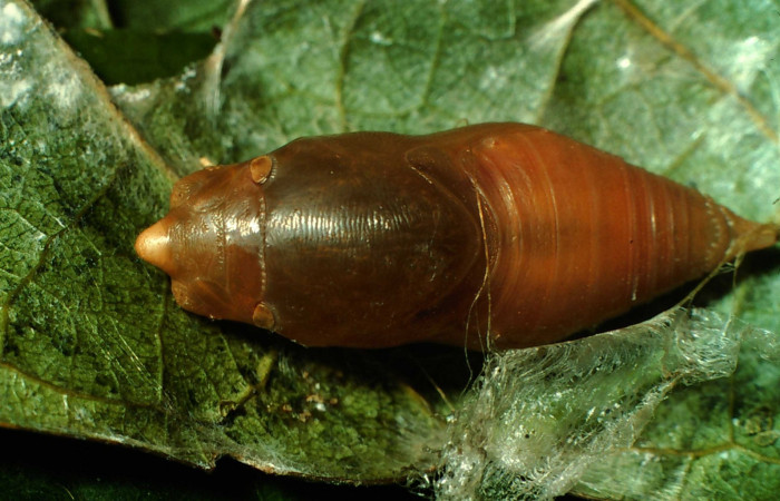 Fig.9  Pupa <i>Telemiades antiope</i> mostrando la parte dorsal.  Voucher: 01-SRNP-2271-DHJ60163.jpg