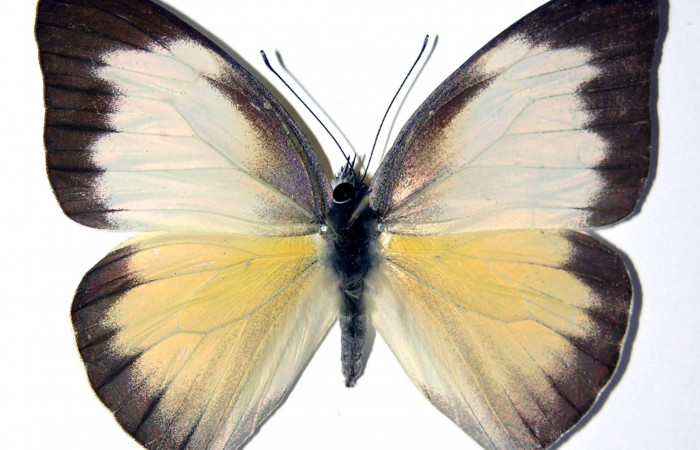 Fig.1. Adulto de <i>Glutophrissa tenuis</i>. Hembra 54mm de longitud vista dorsal. Voucher : 04-SRNP-22686-DHJ98240.jpg.