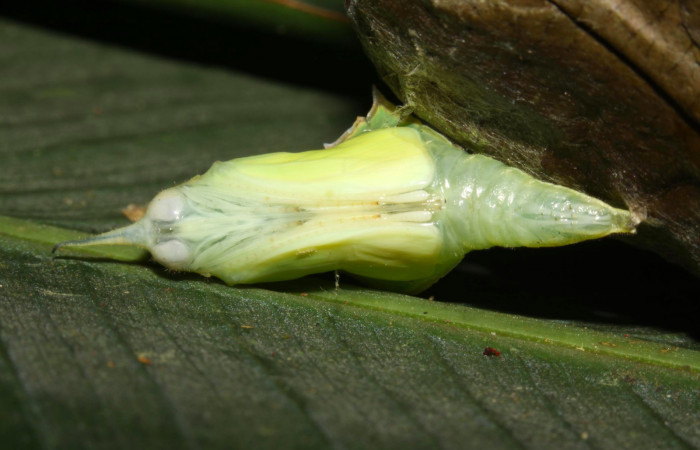 Fig.12. Mostrando pupa en pocisión ventral de <i>Glutophrissa tenuis</i>. Mide 29mm de longitud. Voucher : 13-SRNP-30654-DHJ700824.jpg.