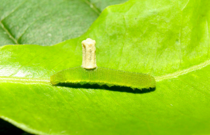 Fig.13. Mostrando parásito de <i>Eurema boisduvaliana</i>. Voucher : 17-SRNP-70952-DHJ737487.jpg.