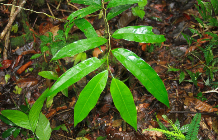 Fig. 16. Mostrando hojas de <i>Drypetes standleyi</i>, (Putranjivaceae). planta hospedera de <i>Glutophrissa tenuis</i>.  