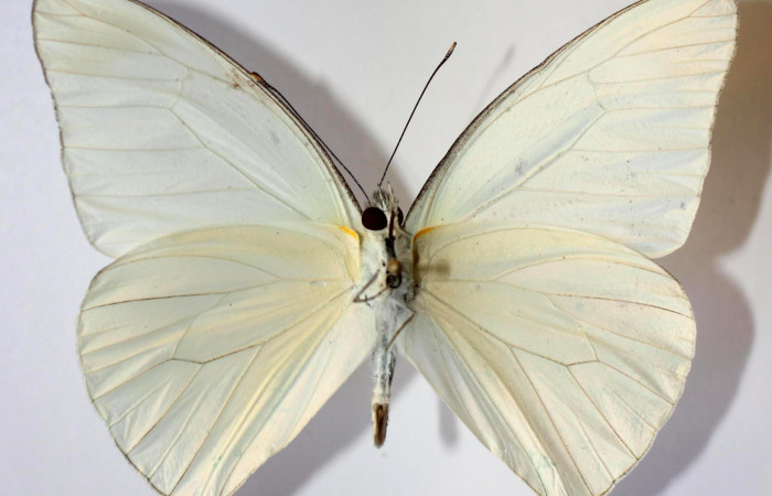 Fig.4. Adulto de <i>Glutophrissa tenuis</i>. Macho 55mm de longitud vista dorsal. Voucher : 13-SRNP-30654-DHJ590025.jpg.