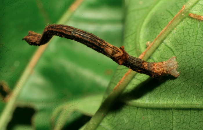 Figura 4. Larva <i>Ergavia carinenta</i> (Geometridae), último estadío (U) vista dorsal, localidad Sendero Evangelista, Sector Pitilla ACG (660m). Voucher: 08-SRNP-30970-DHJ438698.jpg.