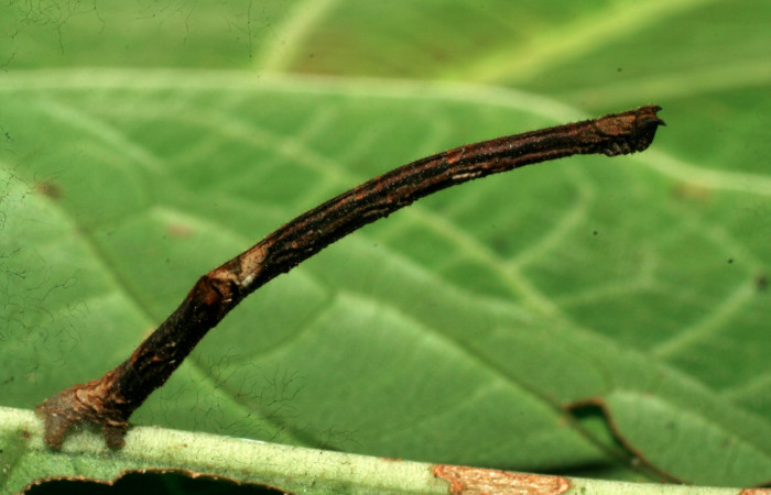 Figura 3. Larva <i>Ergavia carinenta</i> (Geometridae), último estadío (U) vista lateral, localidad Sendero Evangelista, Sector Pitilla ACG (660m). Voucher: 08-SRNP-30970-DHJ438700.jpg.