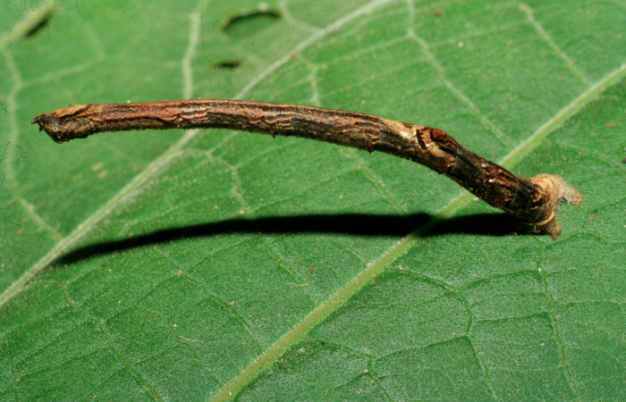Figura 2. Larva <i>Ergavia carinenta</i> (Geometridae), último estadío (U) vista lateral, localidad Sendero Evangelista, Sector Pitilla ACG (660m). Voucher: 08-SRNP-30970-DHJ438707.jpg.