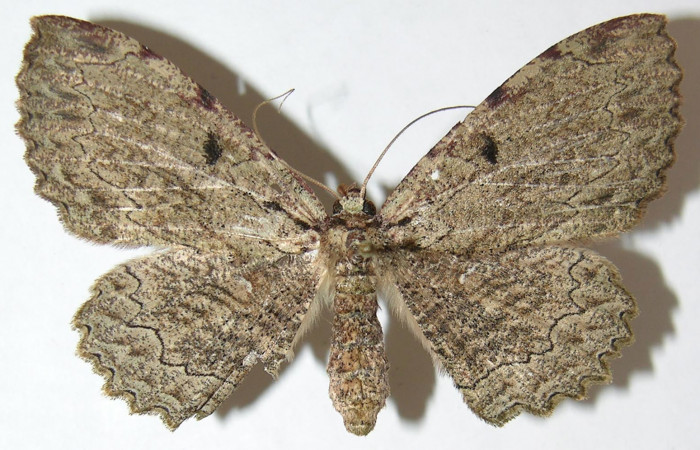 Figura 1. Adulto de <i>Ergavia carinenta</i> (Geometridae), vista dorsal, localidad Sendero Evangelista, Sector Pitilla ACG (660m). Voucher: 08-SRNP-30971-DHJ505568.jpg.