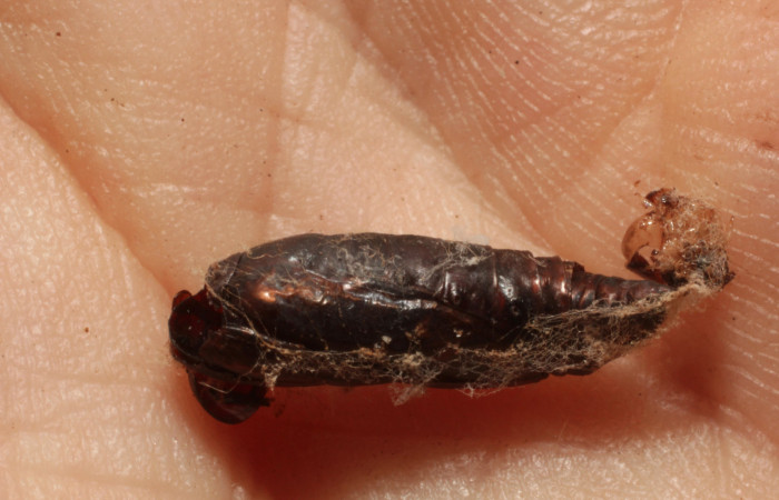 Figura 13. Restos de pupa parasitada por <i>Carcelia</i> Wood13 (Tachinidae), que ataca <i>Ergavia carinenta</i> (Geometridae), vista lateral, localidad Finca Esmeralda, Sector Rincón Rain Forest ACG (123m). Voucher: 11-SRNP-75680-DHJ804114.jpg.