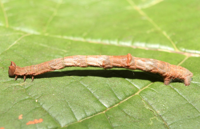 Figura 14. Larva <i>Ergavia</i> meropsDHJ01 (Geometridae), penúltimo estadío (PU) vista dorsal, localidad Coneja Estación Biológica Quica, Sector Pitilla ACG (415m). Voucher:17-SRNP-72111-DHJ738527.jpg.