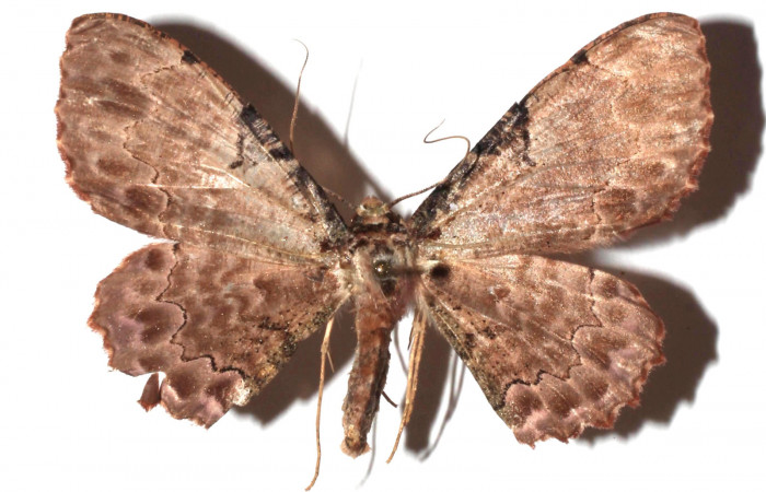 Figura 16. Adulto de <i>Ergavia</i> meropsDHJ01 (Geometridae), vista dorsal, localidad Coneja Estación Biológica Quica, Sector Pitilla ACG (415m). Voucher: 17-SRNP-72111-DHJ931248.jpg.