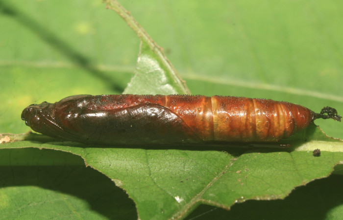 Figura 6. Pupa de <i>Ergavia carinenta</i> (Geometridae), vista lateral, localidad Medrano Estación Biológica Quica, Sector Pitilla ACG (380m). Voucher: 19-SRNP-71274-DHJ752209.jpg.
