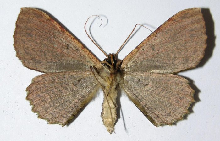 Figura 8. Adulto de <i>Ergavia carinenta</i> (Geometridae), macho vista ventral, localidad Quebrada Cementerio, Sector San Cristóbal ACG (700m). Voucher: 99-SRNP-5573-DHJ325041.jpg.