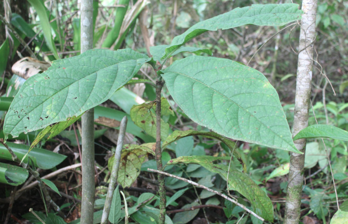 Figura 18. Planta hospedera de <i>Ergavia carinenta</i> (Geometridae), planta llamada <i>Coccoloba tuerckheimii</i> (Polygonaceae), localidad Estación Biológica Quica, Sector Pitilla ACG (470m), foto: Ricardo Calero 19 Setiembre 2019.