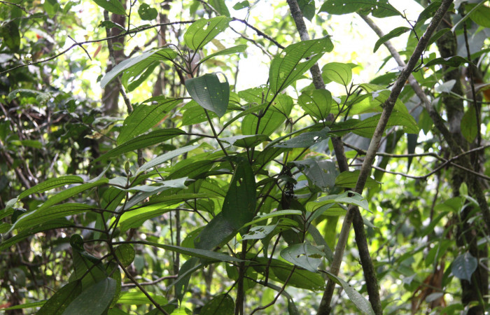 Fig.15. <i>Conostegia micrantha</i> (Melastomataceae). Planta hospedera de <i>Meragisa marcata</i> (Notodontidae)