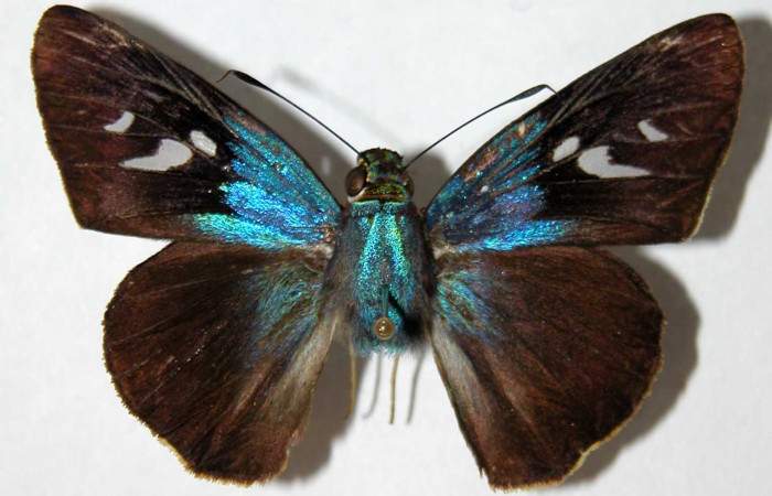 Fig. 12. Adulto hembra de <i>Thracides phidon</i> (Hesperiidae) parte dorsal. Voucher 00-SRNP-11721-DHJ39614.jpg.     