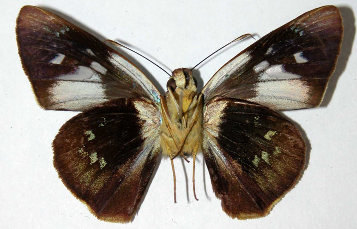 Fig. 13. Adulto hembra de <i>Thracides phidon</i> (Hesperiidae) parte ventral llena. Voucher 00-SRNP-11721-DHJ39615.jpg.     