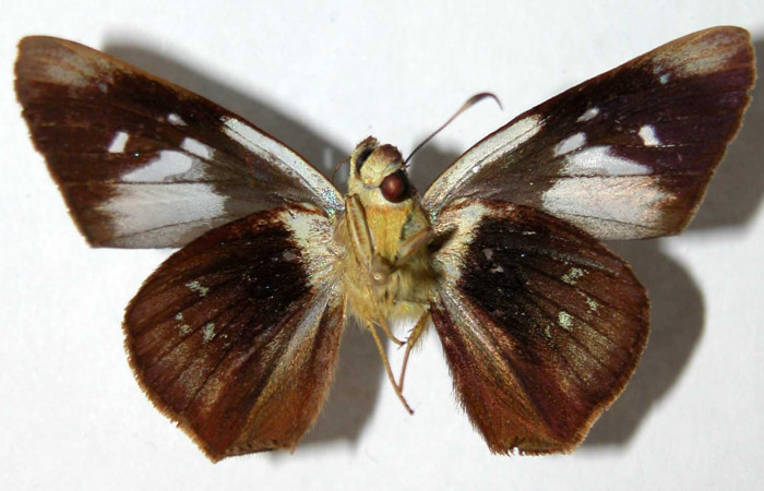 Fig. 15. Adulto macho de <i>Thracides phidon</i> (Hesperiidae) parte ventral. Voucher 00-SRNP-12419-DHJ39621.jpg.     