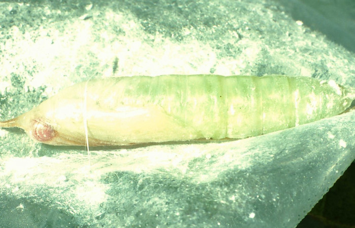 Fig. 10 Pupa de <i>Thracides phidon</i> (Hesperiidae), se nota el lateral llena de polvo para mimetizarse. Voucher 01-SRNP-2400-DHJ60304.jpg.    