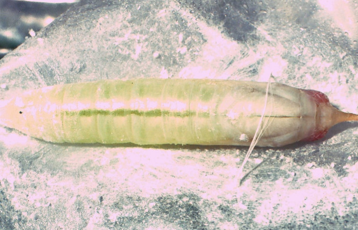 Fig. 11 Pupa de <i>Thracides phidon</i> (Hesperiidae), dorsal llena de polvo para mimetizarse de depredadores y sujeta a hilos de seda. Voucher 01-SRNP-2400-DHJ60305.jpg.     