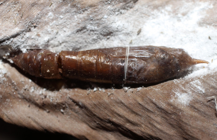 Fig. 16. Pupa de <i>Thracides phidon</i> (Hesperiidae), de donde salieron parásitos de  <i>Houghia matarritai</i> (Tachinidae). Voucher: 12-SRNP-41393- DHJ498827.JPG.