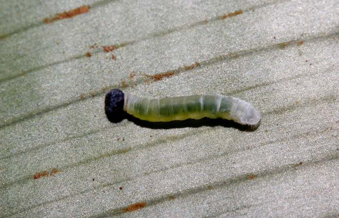 Fig.1. Larva de <i>Thracides phidon</i> (Hesperiidae), en su planta hospedera <i>Heliconia irrasa</i> (Heliconiaceae), en su estadio intermedio.Voucher 15- SRNP-26304-DHJ730153.JPG