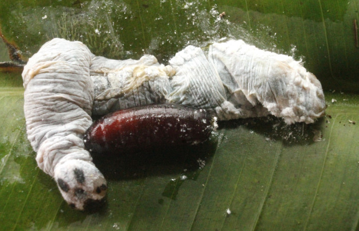 Fig. 19. Larva de <i>Thracides phidon</i> (Hesperiidae) muerta, junto a pupario de (Tachinidae). Voucher 16-SRNP-45124-DHJ718440.jpg.Fig. 