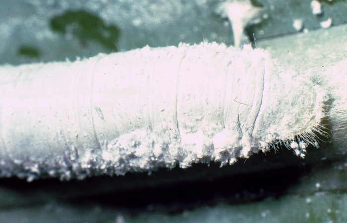 Fig. 9. Larva de <i>Thracides phidon</i> (Hesperiidae), lateral cola, llena de polvo para mimetisarse y pelos. Voucher: 95-SRNP-7566-DHJ24753.jpg     