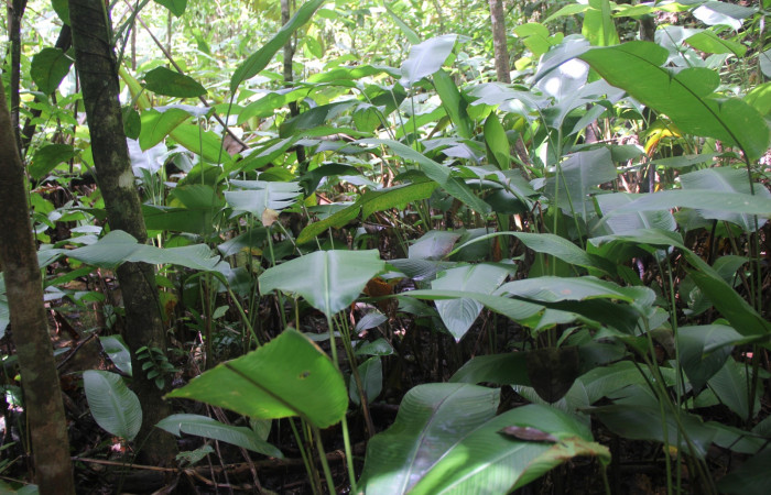 Fig. 21. Planta hospedera de <i>Thracides phidon</i> (Hesperiidae), <i>Heliconia irrasa</i> (Heliconiaceae). Foto, Minor Carmona, Parataxónomo. Estación Biológica Wege, 6 Julio 2020.     