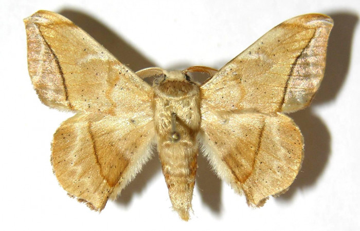 Figura 14. Adulto (macho), dorsal, <i>Menevia ostia</i> (Mimallonidae). Voucher: 03-SRNP-20585-DHJ329880.jpg.