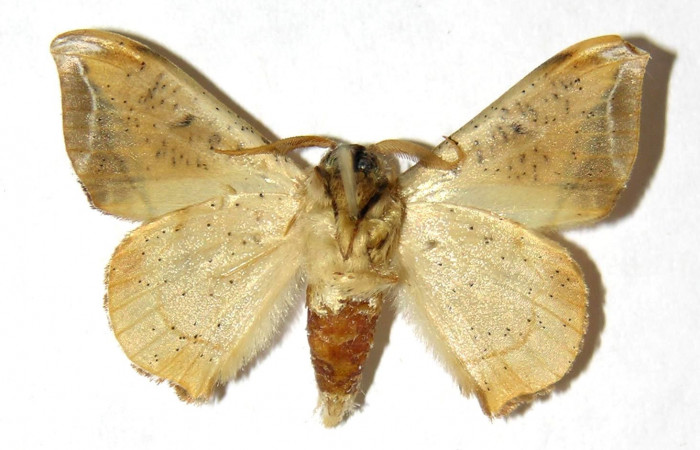 Figura 15. Adulto (macho),ventral, <i>Menevia ostia</i> (Mimallonidae). Voucher: 03-SRNP-20585-DHJ329881.jpg