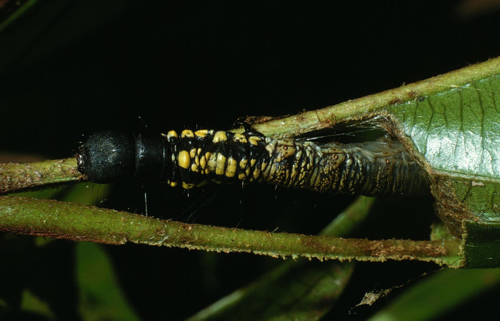 Figura 5. Detalle de alimentación <i>Menevia ostia</i> (Mimallonidae). Vuocher: 03-SRNP-20585-DHJ77474).