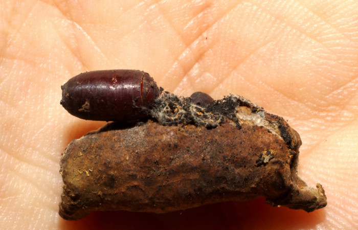 Figura 10. Detalle de pupario (Tachinidae), <i>Menevia ostia</i> (Mimallonidae). Vuocher: 10- SRNP-21676-DHJ496303).