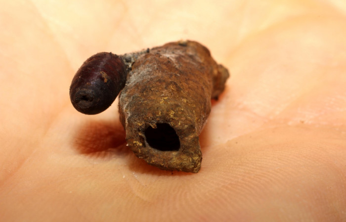 Figura 11. Detalle de pupario de (Tachinidae), <i>Menevia ostia</i> (Mimallonidae). Voucher:10- SRNP-21676-DHJ496305.jpg