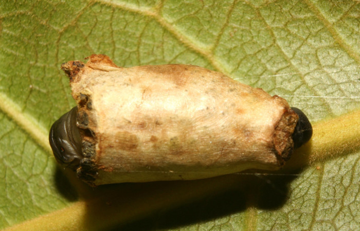 Figura 09. Detalle refugio de seda, <i>Menevia ostia</i> (Mimallonidae). Vuocher:13-SRNP-71165-DHJ702700).