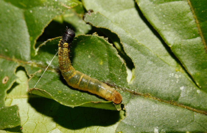 Figura 2. Detalle donde construye el refugio, <i>Menevia ostia</i> (Mimallonidae). Vuocher:15-SRNP-26301-DHJ730152).