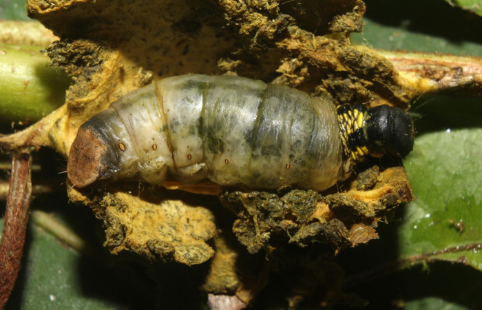 Figura 7. Detalle de lateral, <i>Menevia ostia</i> (Mimallonidae). Vuocher: 17-SRNP-72015-DHJ738818).