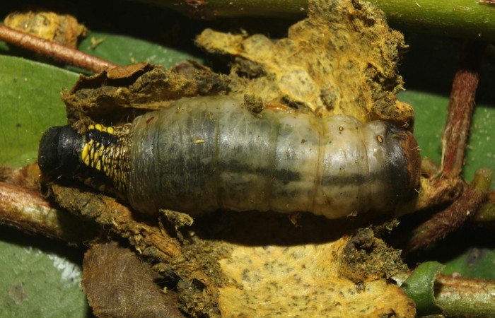 Figura 8. Detalle dorsal, <i>Menevia ostia</i> (Mimallonidae). Vuocher:17-SRNP-72015-DHJ738822).        