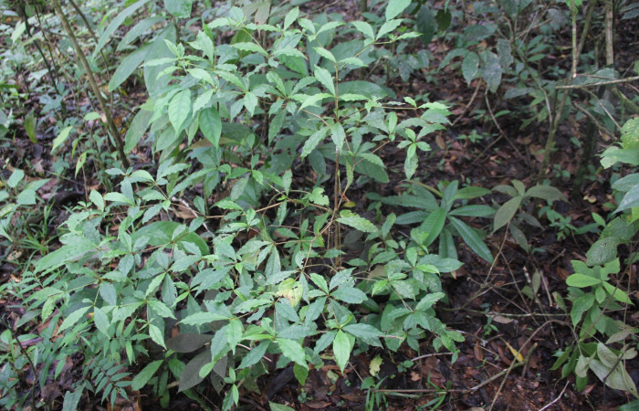 Fig 1. Unas de las plantas hospederas donde más se alimenta <i>Menevia ostia</i> (Mimallonidae) <i>Terminalia amazonia</i> (Combretaceae). Foto, Minor Carmona; Sendero Aura, Estación Biológica Wege, 6 de Julio 2020.