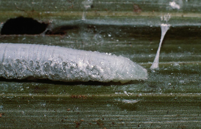 Fig. 17. Detalle larva posterior lateral de <i>Synale cynaxa</i> (Hesperiidae), comiendo <i>Chamaedorea tepejilote</i> (Arecaceae). Voucher: 02-SRNP-3659-DHJ80667.