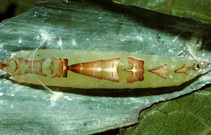 Fig. 9. Pupa <i>Vertica subrufescens</i> (Hesperiidae), vista dorsal. Voucher: 02-SRNP-6670-DHJ65967.