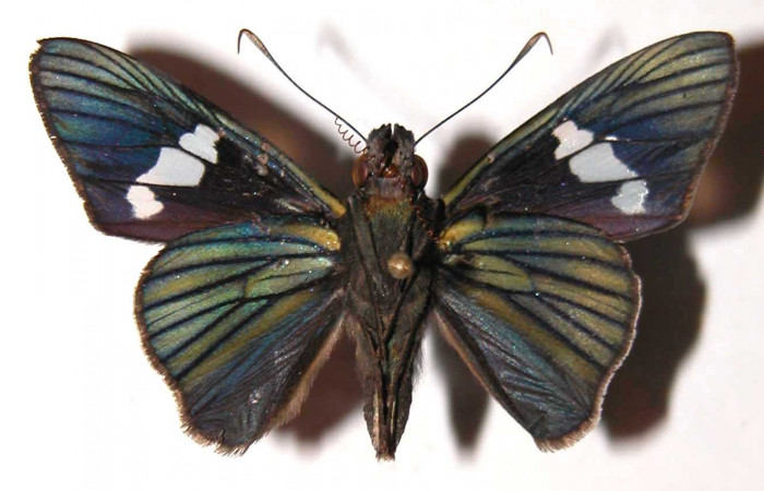 Fig. 23. Macho de <i>Synale cynaxa</i> (Hesperiidae), vista ventral. Voucher: 03-SRNP-1905-DHJ302729.